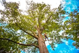 Best Tree Cabling and Bracing  in Laramie, WY