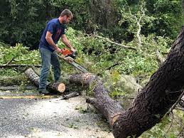 Best Tree Health Inspection  in Laramie, WY
