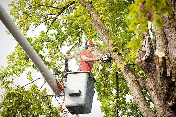 Best Tree Preservation Services  in Laramie, WY